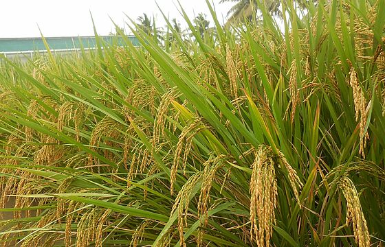 Photo of healthy rice plants